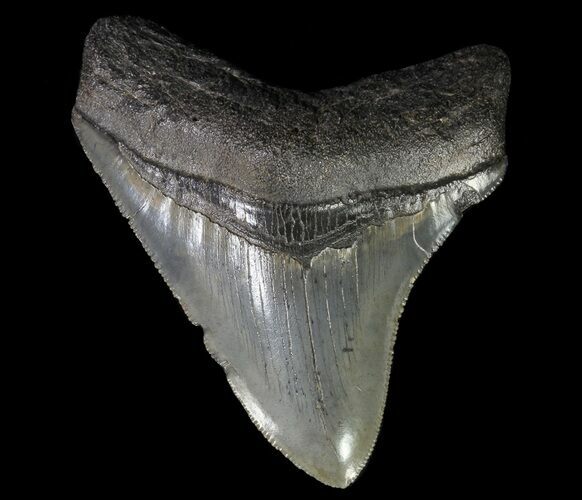 Serrated, Fossil Megalodon Tooth - Georgia #65772